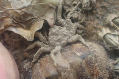 Neohymenicus pubescens