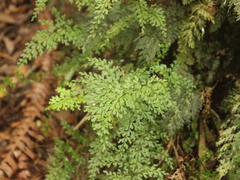 Lindsaea trichomanoides