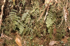 Hymenophyllum frankliniae