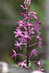 Dipodium punctatum