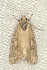 Heliocheilus stigmatia