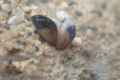 Xenostrobus neozelanicus