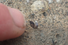Xenostrobus neozelanicus