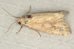 Heliocheilus stigmatia