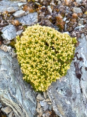 Hectorella caespitosa