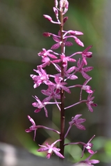 Dipodium punctatum