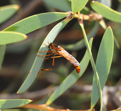 Neosaropogon
