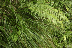 Carex uncinata
