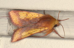 Heliothis xanthiata
