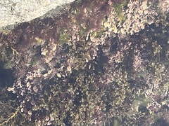 Corallinaceae
