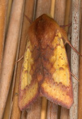 Heliothis xanthiata