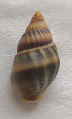 Nassarius sinarum