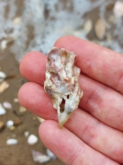 Saccostrea