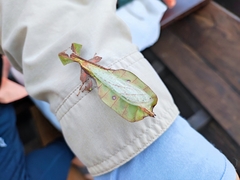 Pulchriphyllium bioculatum