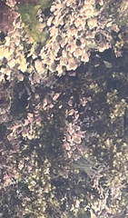 Corallinaceae