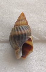 Nassarius sinarum