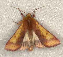 Heliothis xanthiata