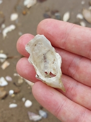 Saccostrea