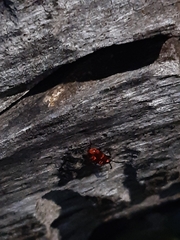 Lemodes coccinea