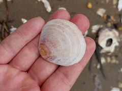 Tellinidae