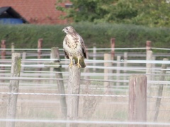 Buteo buteo