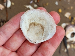 Tellinidae