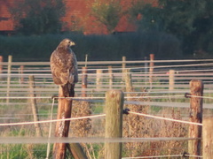 Buteo buteo
