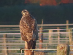 Buteo buteo