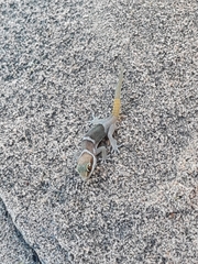 Pachydactylus mclachlani