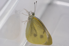 Pieris rapae crucivora