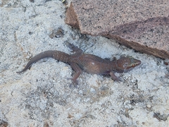 Pachydactylus mclachlani