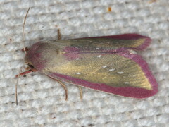 Timora albisticta
