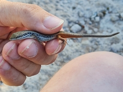 Trachylepis variegata