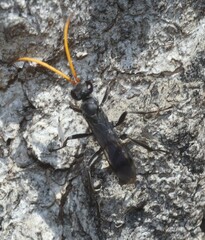 Pompiloidea