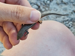 Trachylepis variegata