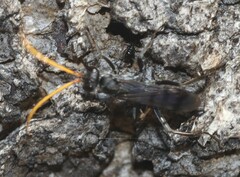 Pompiloidea