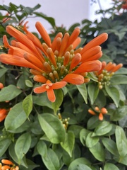Pyrostegia