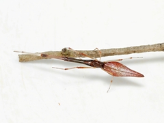 Argyrodes alannae