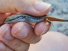 Trachylepis variegata