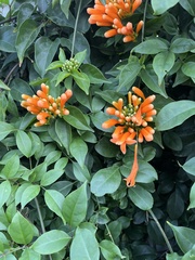 Pyrostegia
