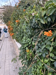 Pyrostegia