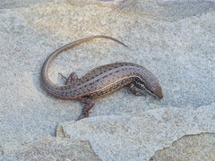 Trachylepis variegata