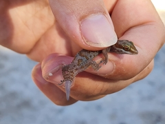Pachydactylus mclachlani