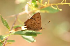Paralucia pyrodiscus lucida