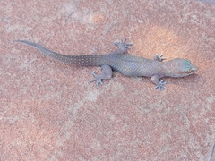 Pachydactylus mclachlani