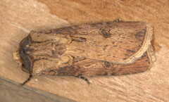 Agrotis longidentifer