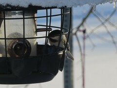 Poecile atricapillus