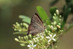 Paralucia pyrodiscus lucida