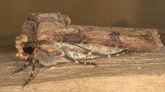 Agrotis longidentifer