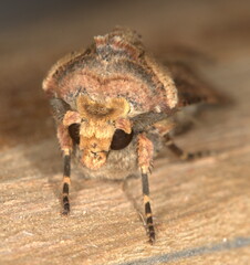 Agrotis longidentifer